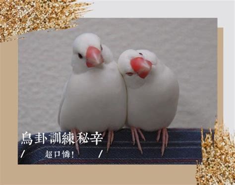 文鳥算命|關於“算鳥卦”知多少？ 訓鳥師揭殘酷面